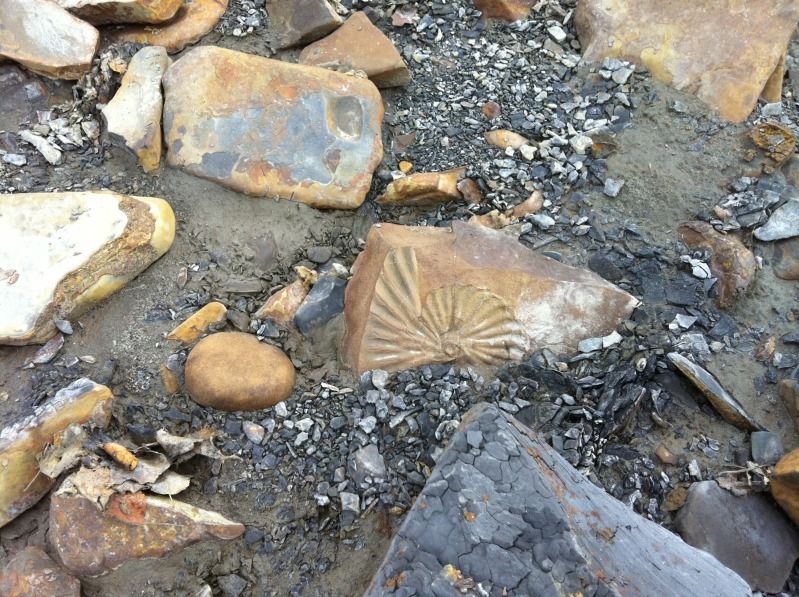 Found lots of Fossils Alberta Outdoorsmen Forum